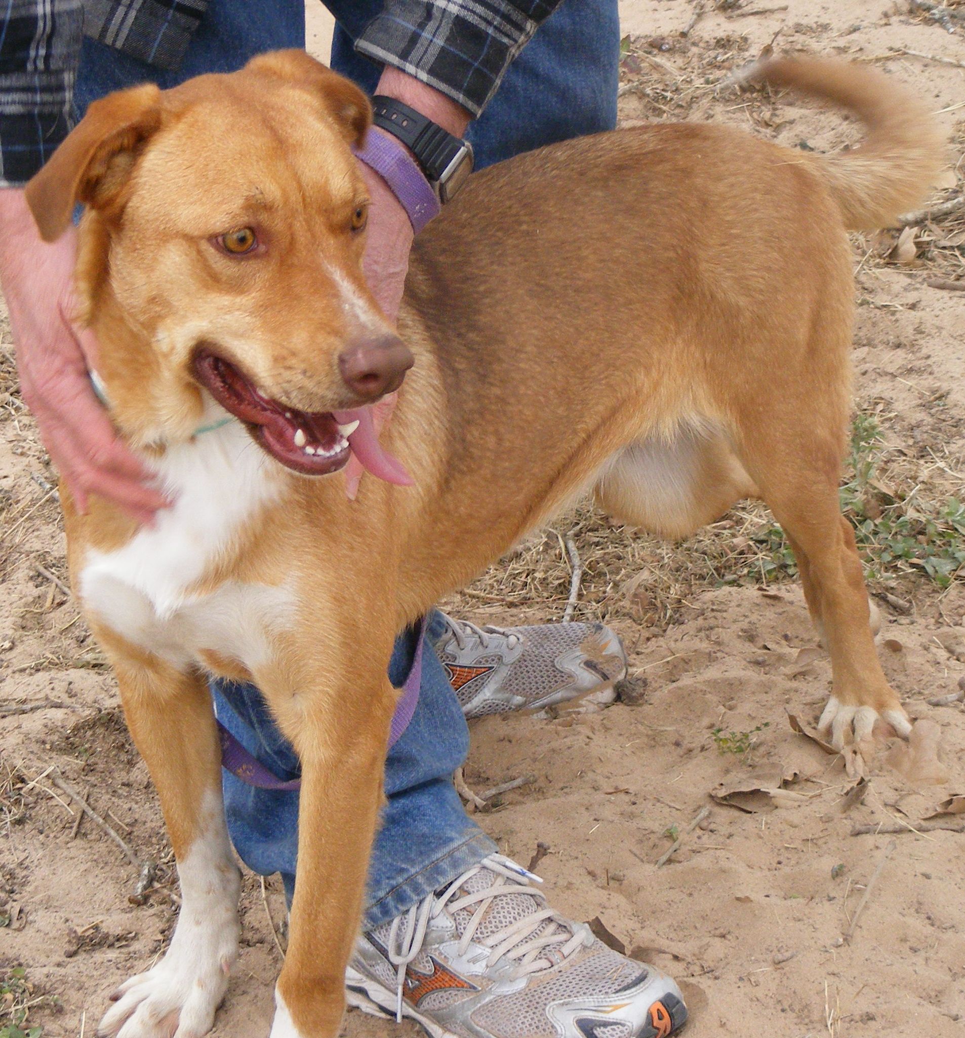 Emerald, an adoptable Labrador Retriever, Vizsla in Floresville, TX, 78114 | Photo Image 2