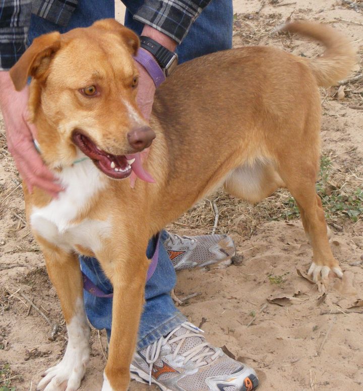 Emerald, an adoptable Labrador Retriever & Vizsla Mix in Floresville, TX_image-2