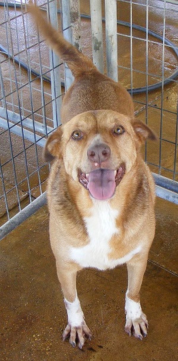 Emerald, an adoptable Labrador Retriever, Vizsla in Floresville, TX, 78114 | Photo Image 3