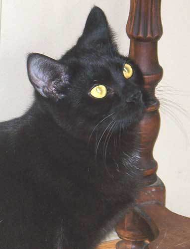 Willie, an adoptable Domestic Short Hair Mix in Shell Lake, WI_image-2