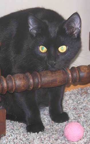 Willie, an adoptable Domestic Short Hair in Shell Lake, WI, 54871 | Photo Image 3