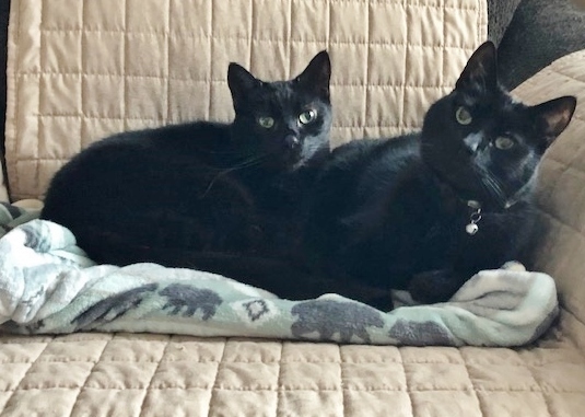 Willie, an adoptable Domestic Short Hair in Shell Lake, WI, 54871 | Photo Image 1