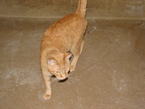 Rusty 2