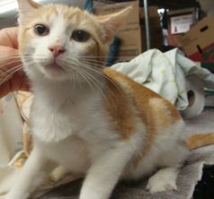 Ben, an adoptable Domestic Short Hair, Tabby in Dickinson, TX, 77539 | Photo Image 2