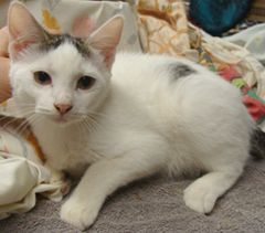 Beth, an adoptable Turkish Van, Domestic Short Hair in Dickinson, TX, 77539 | Photo Image 1