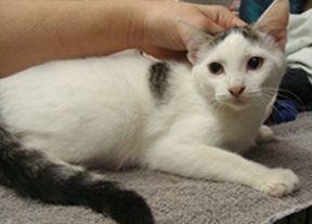 Beth, an adoptable Turkish Van, Domestic Short Hair in Dickinson, TX, 77539 | Photo Image 2