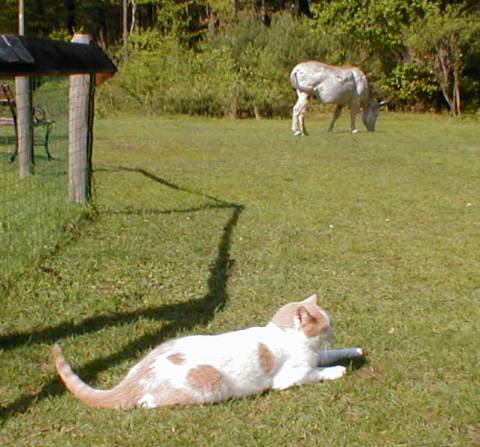 BARN CAT PROGRAM