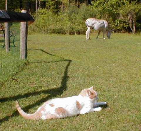 BARN CAT PROGRAM 1