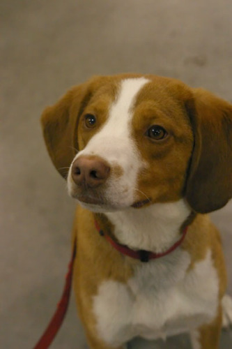 Rufus - ADOPTED! 1