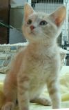Monty   Adoption Pending photo 3