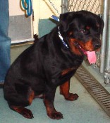 BEAU 1