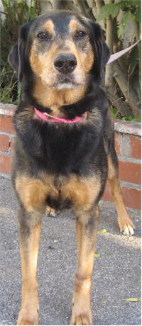 Ginger(& Zoe)-Sponsorship, an adoptable German Shepherd Dog & Black Labrador Retriever Mix in Los Angeles, CA_image-1
