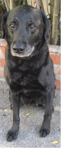 Ginger(& Zoe)-Sponsorship, an adoptable German Shepherd Dog & Black Labrador Retriever Mix in Los Angeles, CA_image-2