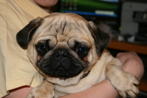 Romeo 1