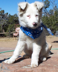Marlee, an adopted Australian Shepherd & Australian Cattle Dog / Blue Heeler Mix in Scottsdale, AZ_image-1