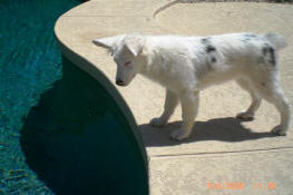 Marlee, an adopted Australian Shepherd & Australian Cattle Dog / Blue Heeler Mix in Scottsdale, AZ_image-2