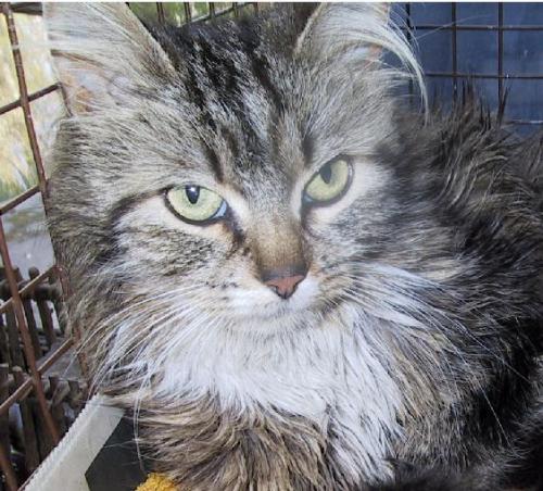 Office Cats, an adoptable Domestic Short Hair, Tabby in Toms River, NJ, 08753 | Photo Image 1