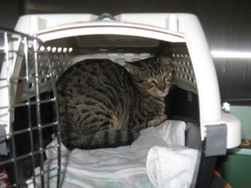 Feral Cats, an adoptable Tabby in Delta, BC, V4G 1C1 | Photo Image 1