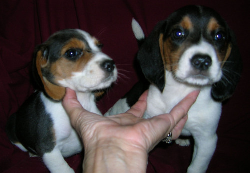The Beagle Twins