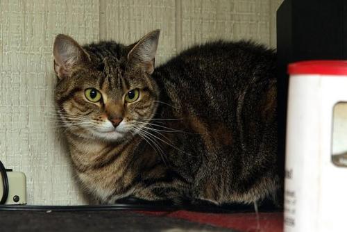 Kanani, an adoptable Tabby, Tiger in New Canaan, CT, 06840 | Photo Image 3