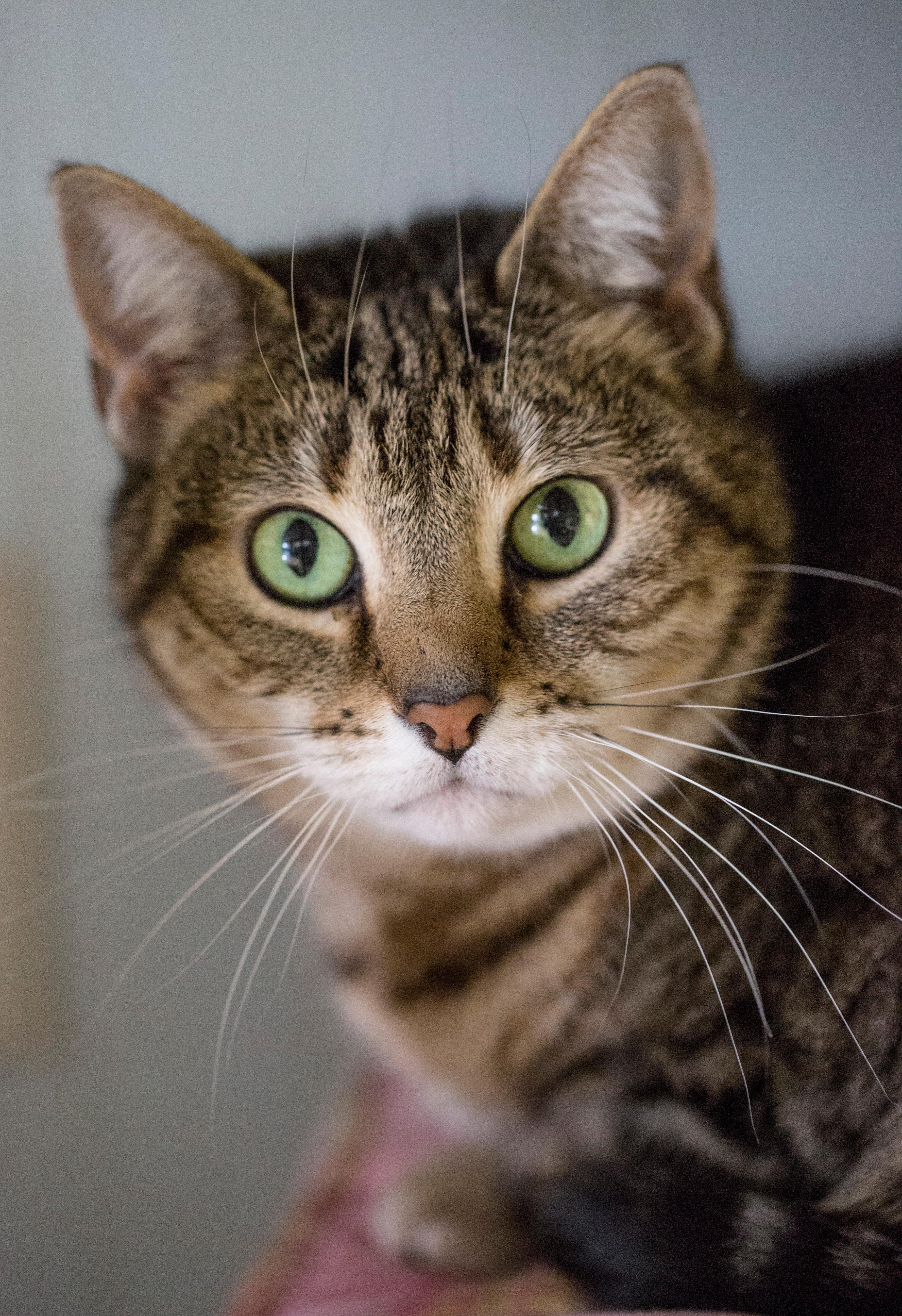 Kanani, an adoptable Tabby, Tiger in New Canaan, CT, 06840 | Photo Image 1