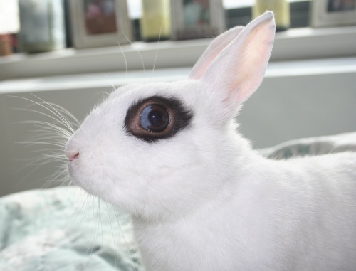 Rabbit for adoption - Serama , a Bunny Rabbit in Jersey City, NJ