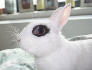 dwarf hotot blue eyes