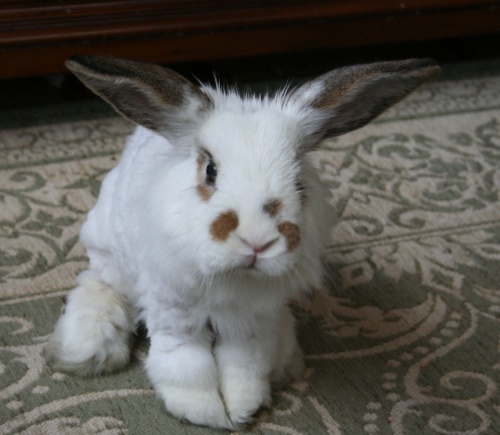 Fostering rabbits near sales me