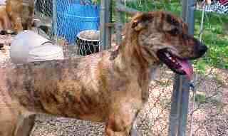 China Doll, an adoptable Plott Hound in Paragould, AR, 72450 | Photo Image 1
