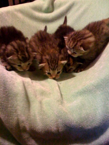 Kittens...many!! 2