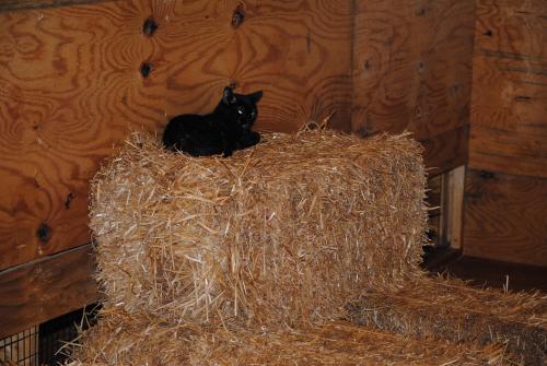 Best Barn Cats Ever!