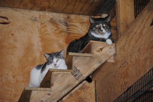 The Best Bait for Feral Cats (Humane Only!) – The Barn Cat Lady