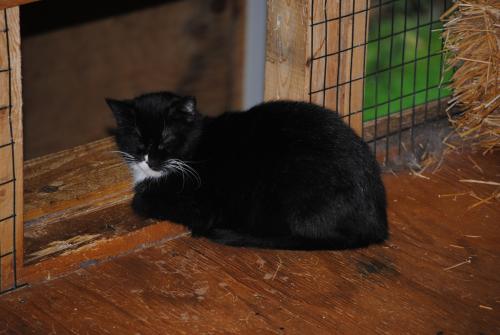 Cat For Adoption Best Barn Cats Ever A Domestic Short Hair Mix