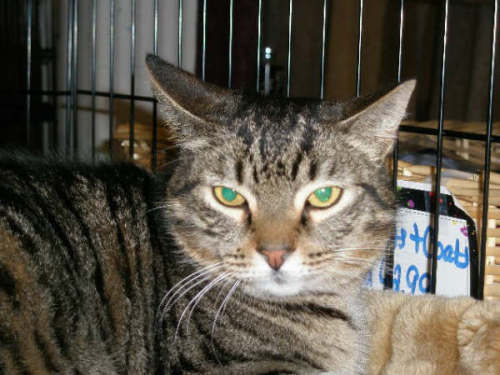 Barn_Cats, an adoptable Tabby Mix in Ocean City, NJ_image-1