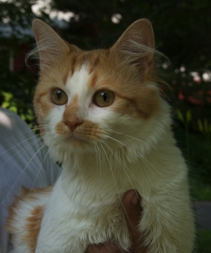 Dewey 1