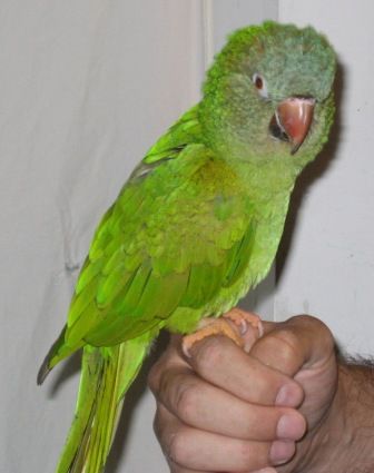 Kirby, an adoptable Conure Mix in Northbrook, IL_image-1