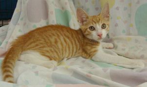 Cable, an adoptable Tabby, Domestic Short Hair in Dickinson, TX, 77539 | Photo Image 1