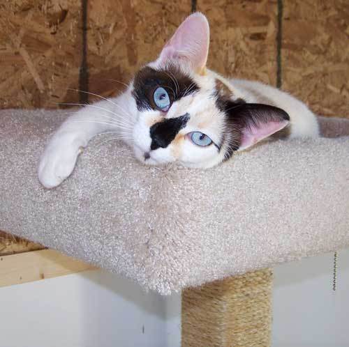 Pebbles - sponsor, an adoptable Dilute Calico & Domestic Short Hair Mix in Shell Lake, WI_image-1