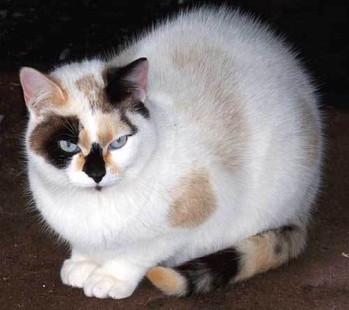 Pebbles - sponsor, an adoptable Dilute Calico, Domestic Short Hair in Shell Lake, WI, 54871 | Photo Image 2