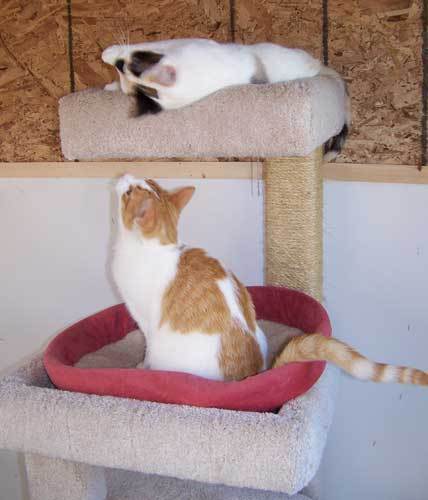 Pebbles - sponsor, an adoptable Dilute Calico, Domestic Short Hair in Shell Lake, WI, 54871 | Photo Image 3