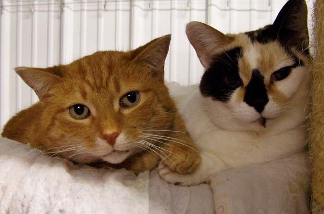 Pebbles - sponsor, an adoptable Dilute Calico, Domestic Short Hair in Shell Lake, WI, 54871 | Photo Image 4