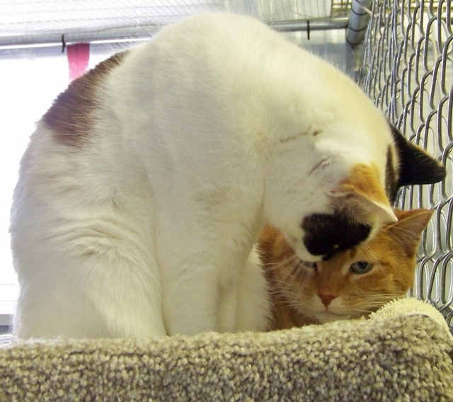 Pebbles - sponsor, an adoptable Dilute Calico, Domestic Short Hair in Shell Lake, WI, 54871 | Photo Image 5