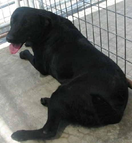 Daisey, an adoptable Labrador Retriever in Floresville, TX, 78114 | Photo Image 1