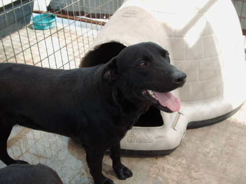 Daisey, an adoptable Labrador Retriever in Floresville, TX, 78114 | Photo Image 2