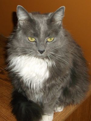 Lillian is a senior kitty  She is confident independent and very loving She will follow you arou