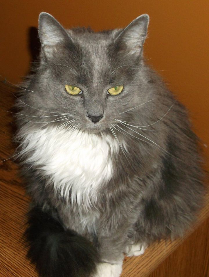 Russian blue cat long hot sale hair