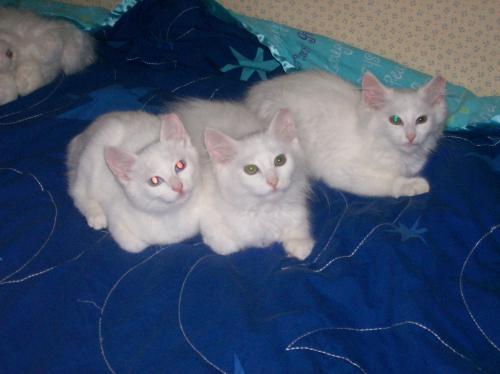 White Kittens 1