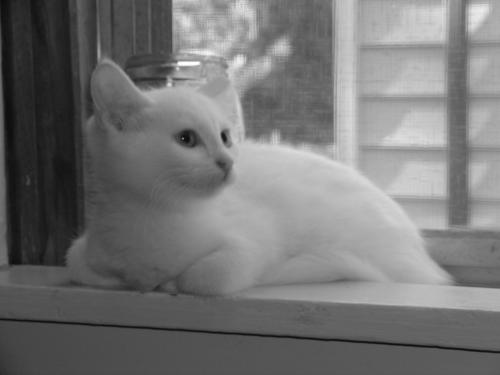 White Kittens 3