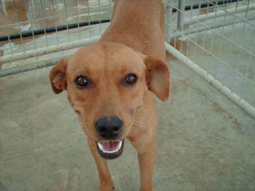 CheZ, an adoptable Labrador Retriever, Retriever in Floresville, TX, 78114 | Photo Image 3