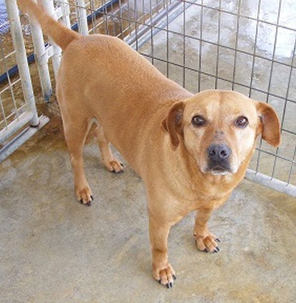 CheZ, an adoptable Labrador Retriever, Retriever in Floresville, TX, 78114 | Photo Image 1